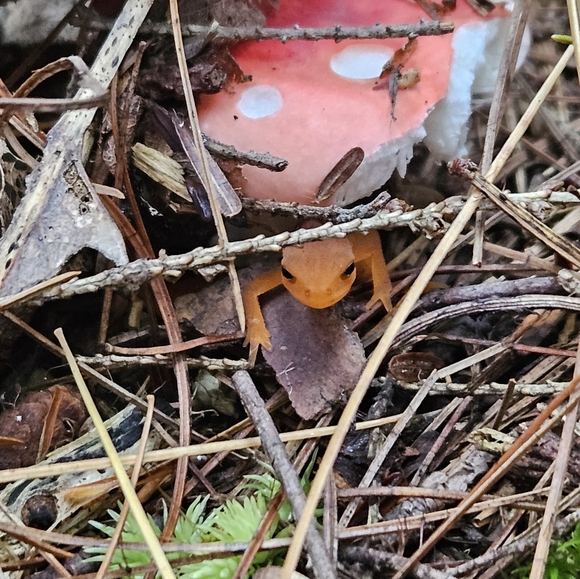 Live Show Notification 💜💎💜 - Picture 3 of 7